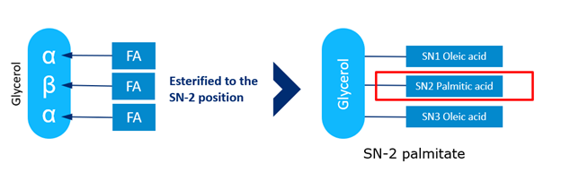 SN-2 palmitate